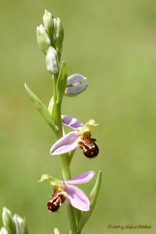 Bienen-Ragwurz - (4)
