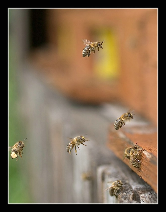 Bienenflug