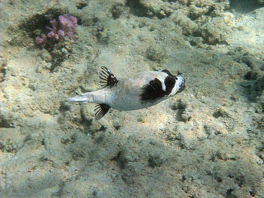 Maskenkugelfisch (2)