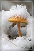 Pilz im Schneekleid...
