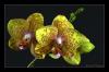 Phalaenopsis in Gelb...