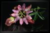 Passiflora caerulea (Passionsblume)