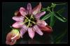 Passiflora caerulea (Passionsblume) 2