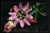 Passiflora caerulea (Passionsblume) 3