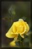 Rose in Gelb...