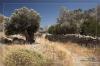Olivenbume und alte Mauern auf Kalymnos
